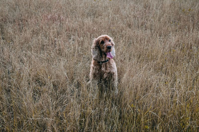 Dogs on grassy field