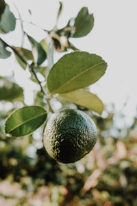 Close-up of fruit on tree