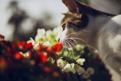 Close-up of cat smelling flowers