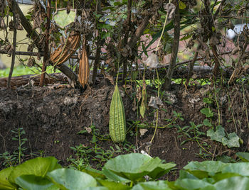 Close-up of plant growing in field