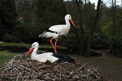 Birds perching on nest