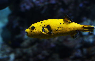 Close-up of yellow fish swimming in aquarium