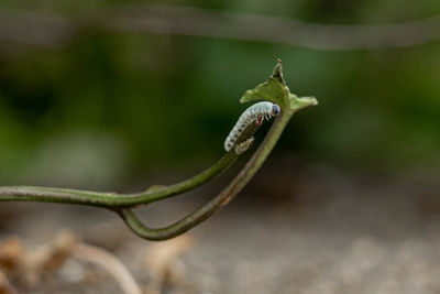 Close-up of lizard on leaf