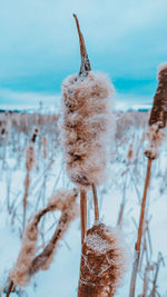 Close-up of frozen plants against sea