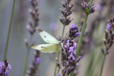 Close-up of insect on flower