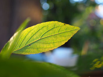 Close-up of green leaf