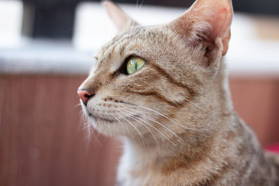 Close-up of a cat looking away