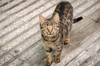 Top view of a tabby street cat looking at the camera.