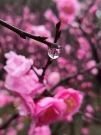 Close-up of pink flowers blooming outdoors