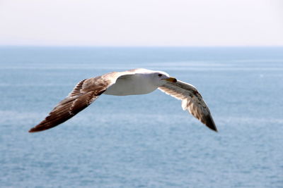 Seagull flying over sea against sky