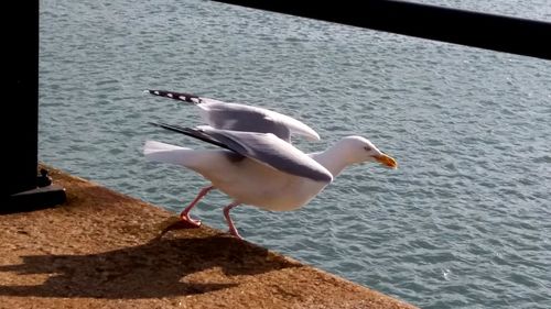 Seagull perching on retaining wall by sea