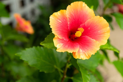 Close-up of orange rose flower