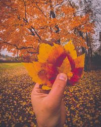 Low angle view of person holding maple leaves during autumn