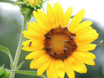 Insect on sunflower