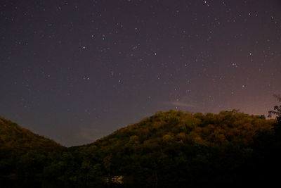 Low angle view of trees against sky at night