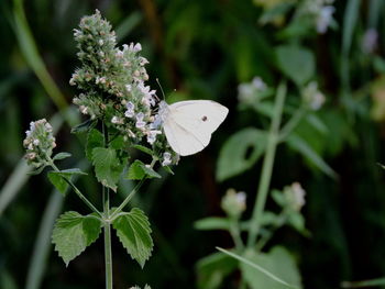 Close-up of butterfly pollinating on flower