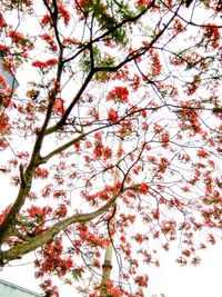 Low angle view of tree against sky