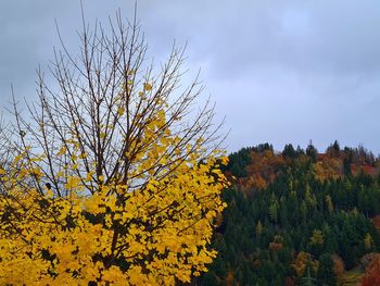 Yellow flowering plant against sky during autumn