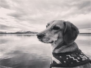 Close-up of dog by sea against sky