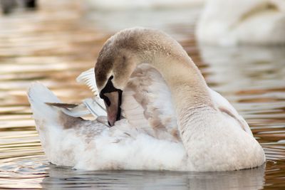 Close-up of swan swimming in lake