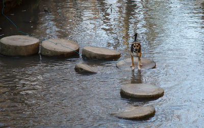 Dog in lake