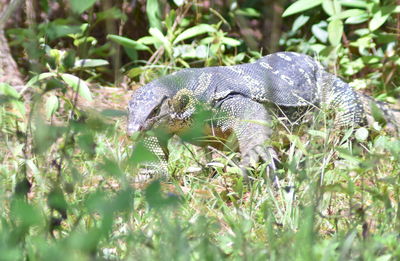 Close-up of a lizard on field