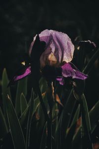 Close-up of wilted flower on plant