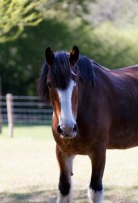 Portrait of horse standing in ranch