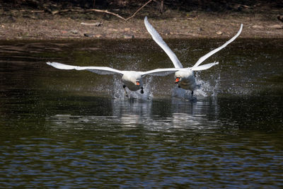 Birds flying over lake