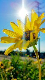 Close-up of yellow flower against sky