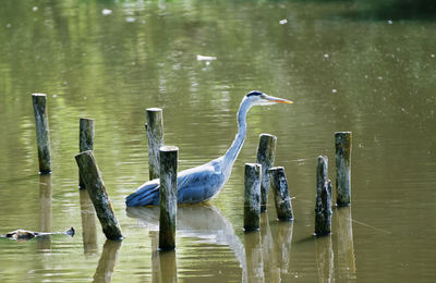 Birds perching on wooden post in lake