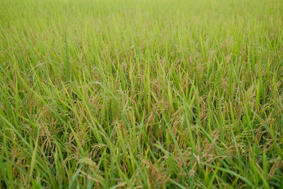 Full frame shot of crops growing on field