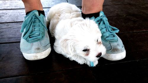 Low section of man standing by white puppy on floorboard