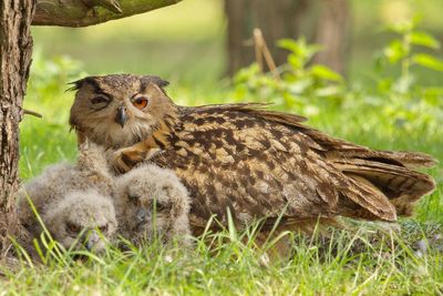 Eurasian eagle-owl with young birds on field