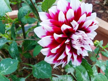 Close-up of pink flowers blooming outdoors