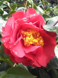 Close-up of pink flowers