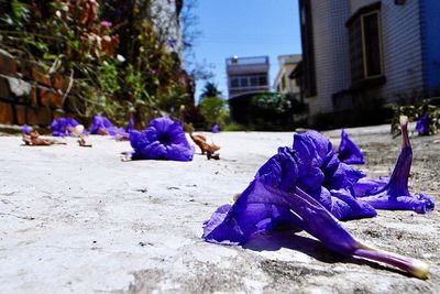 Close-up of purple flowering plants