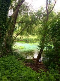 Scenic view of lake in forest