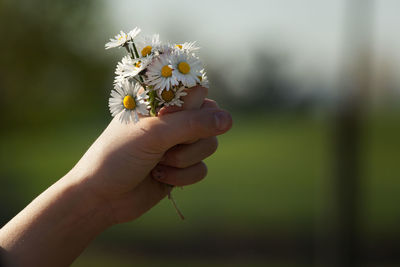 Cropped image of human hand holding daisies