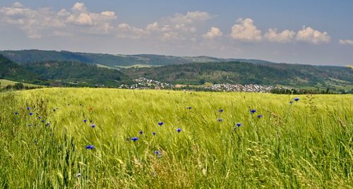 landscape