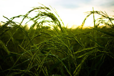 Close-up of crops growing on field against sky