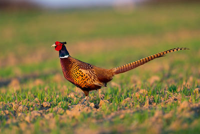 Close-up of a bird on a field