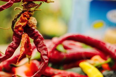 Close-up of red chili peppers
