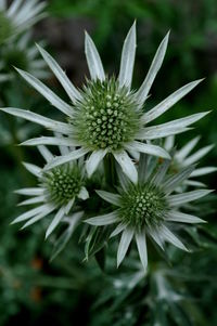 Close-up of flower growing outdoors