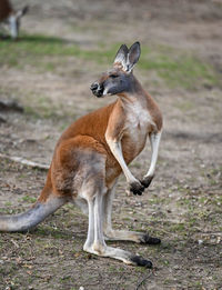 Red kangaroo standing tall in the  bush