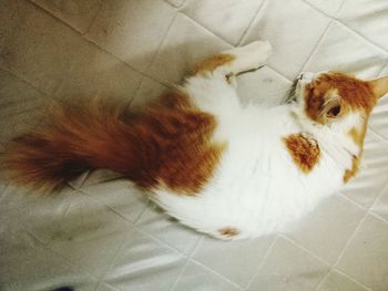 High angle view of cat on tiled floor