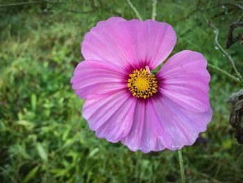 Close-up of pink flower blooming outdoors