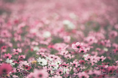 Close-up of pink cosmos flowers on field