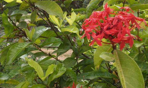 Close-up of red flowers blooming in park