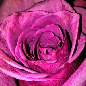 Macro shot of pink rose